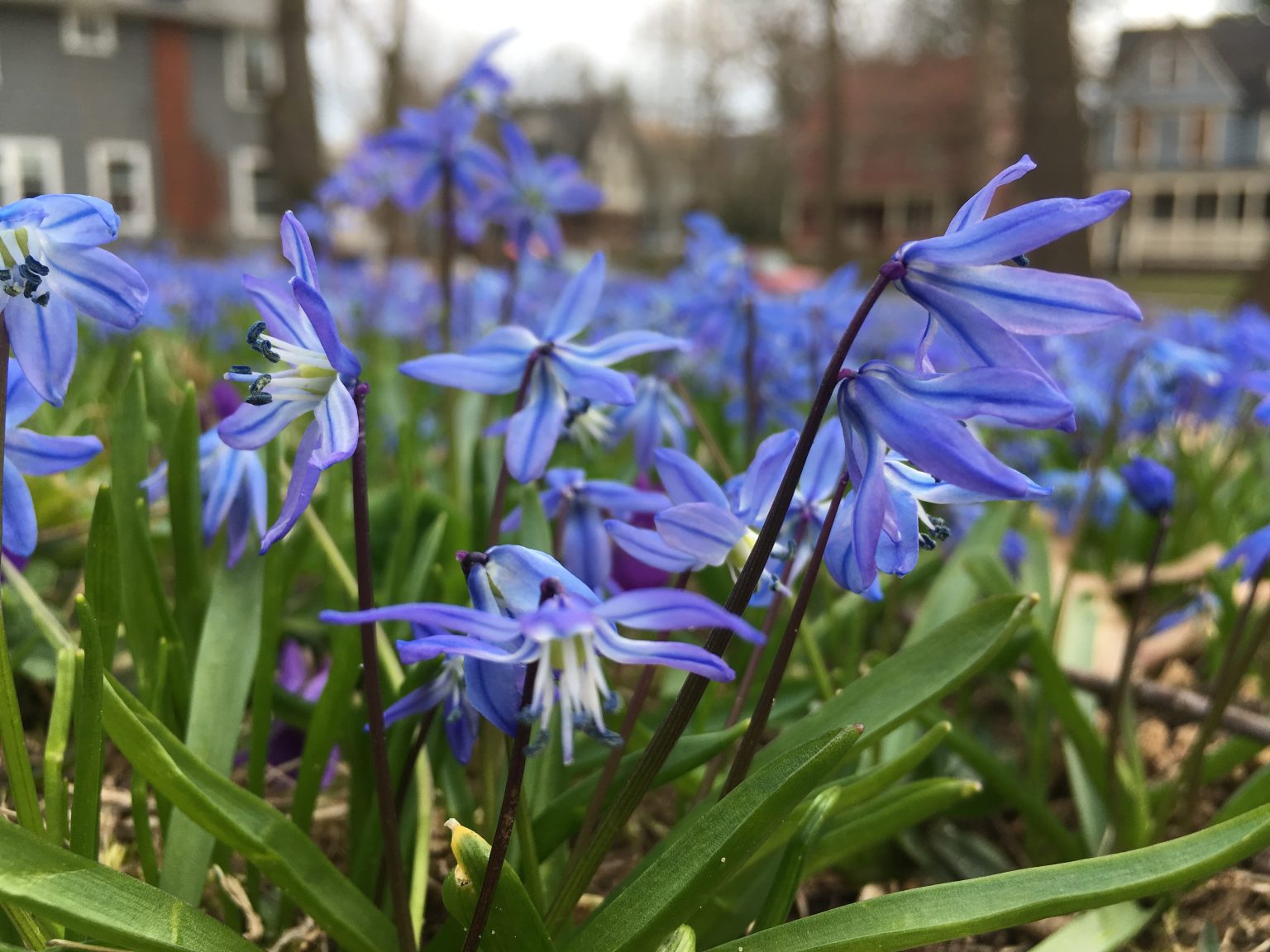Close up of Siberian Squill, blue and violet flowers with green leaves