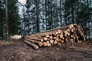 A pile of cut-down trees in the forest
