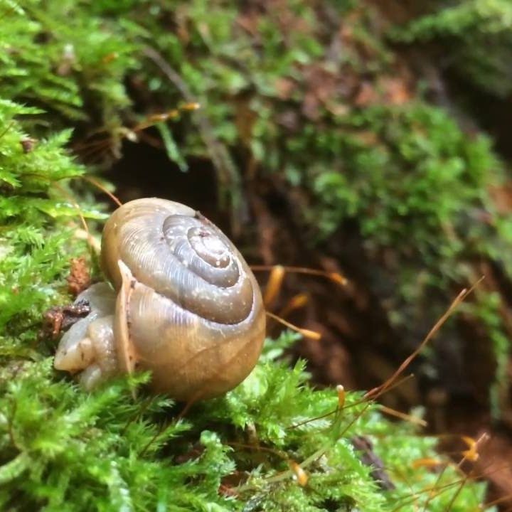 Close-up image of a snail sitting on a bed of vibrant green moss