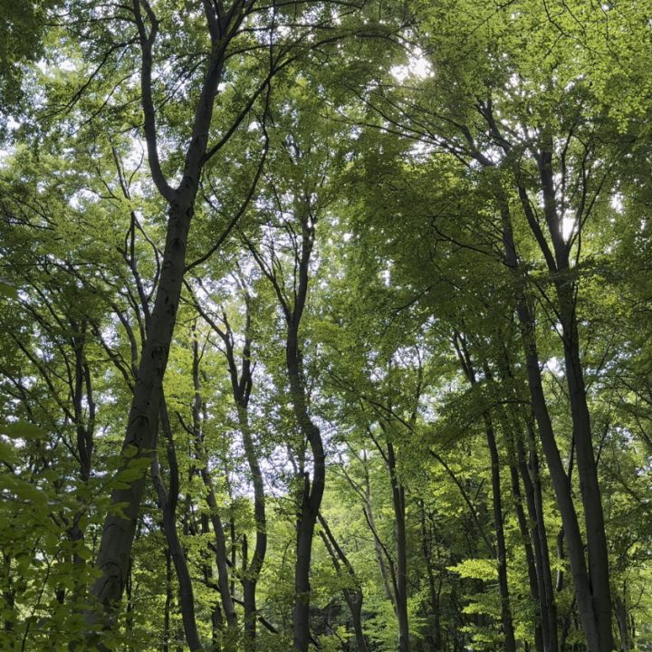 A view into the canopy of a vibrant green forest on a sunny day.