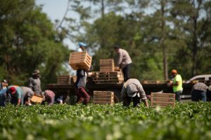 Farmworkers lift boxes of strawberries onto a truck