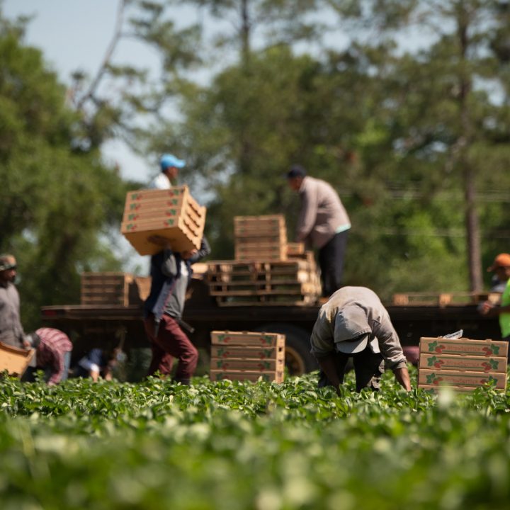 Farmworkers lift boxes of strawberries onto a truck
